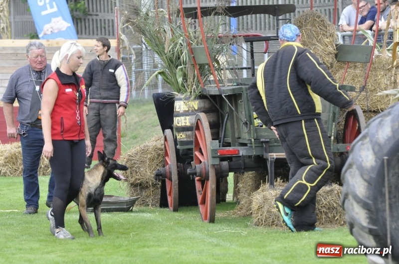 Zdjęcie w galerii na portalu naszraciborz.pl: Miłośnicy psów zjechali do Nędzy. Dwudniowe zmagania w mondioringu  wiadomości z regionu