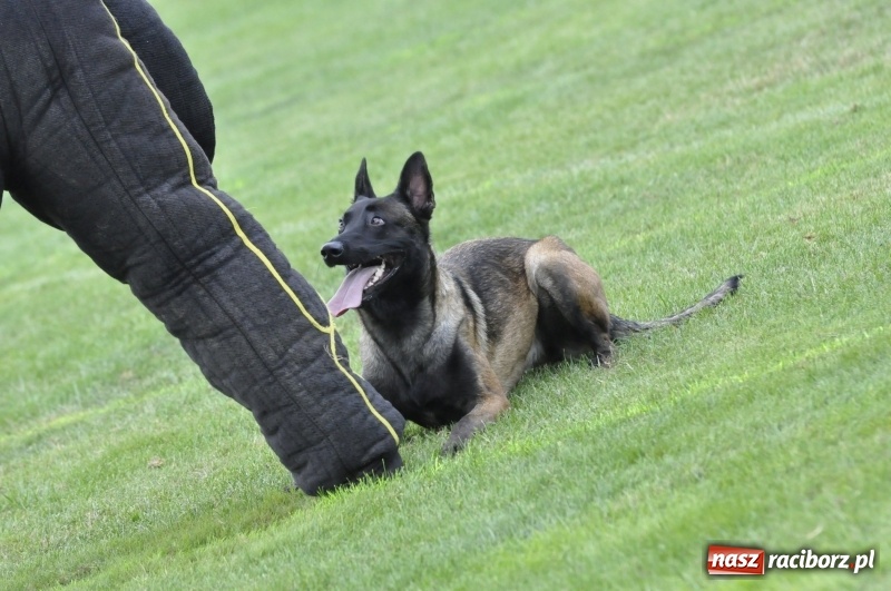 Zdjęcie w galerii na portalu naszraciborz.pl: Miłośnicy psów zjechali do Nędzy. Dwudniowe zmagania w mondioringu  wiadomości z regionu