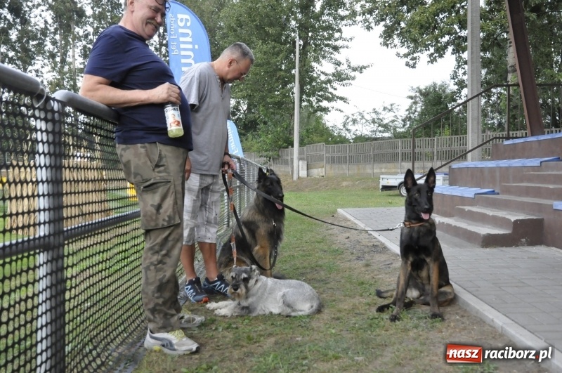 Zdjęcie w galerii na portalu naszraciborz.pl: Miłośnicy psów zjechali do Nędzy. Dwudniowe zmagania w mondioringu  wiadomości z regionu