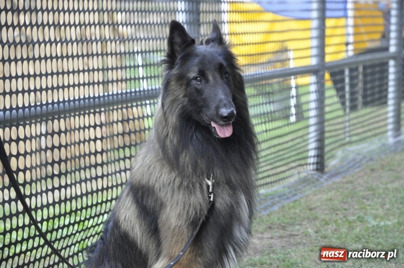 Zdjęcie w galerii na portalu naszraciborz.pl: Miłośnicy psów zjechali do Nędzy. Dwudniowe zmagania w mondioringu  wiadomości z regionu