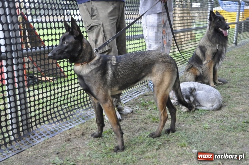 Zdjęcie w galerii na portalu naszraciborz.pl: Miłośnicy psów zjechali do Nędzy. Dwudniowe zmagania w mondioringu  wiadomości z regionu