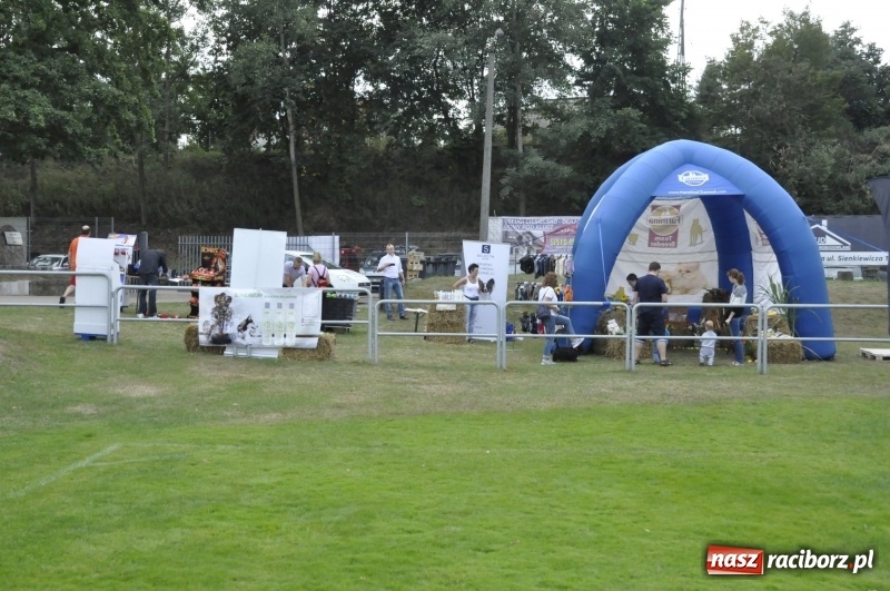 Zdjęcie w galerii na portalu naszraciborz.pl: Miłośnicy psów zjechali do Nędzy. Dwudniowe zmagania w mondioringu  wiadomości z regionu