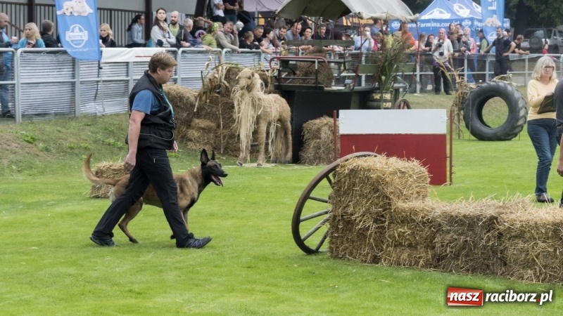 Zdjęcie w galerii na portalu naszraciborz.pl: Miłośnicy psów zjechali do Nędzy. Dwudniowe zmagania w mondioringu  wiadomości z regionu