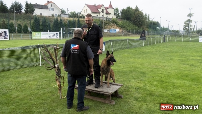 Zdjęcie w galerii na portalu naszraciborz.pl: Miłośnicy psów zjechali do Nędzy. Dwudniowe zmagania w mondioringu  wiadomości z regionu