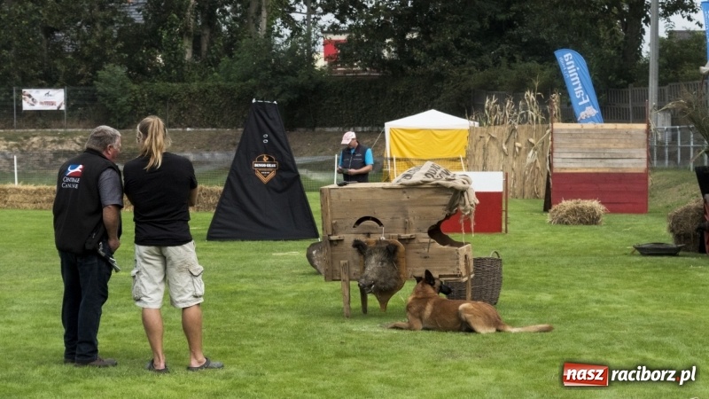 Zdjęcie w galerii na portalu naszraciborz.pl: Miłośnicy psów zjechali do Nędzy. Dwudniowe zmagania w mondioringu  wiadomości z regionu