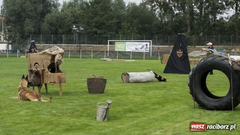 Zdjęcie w galerii na portalu naszraciborz.pl: Miłośnicy psów zjechali do Nędzy. Dwudniowe zmagania w mondioringu  wiadomości z regionu
