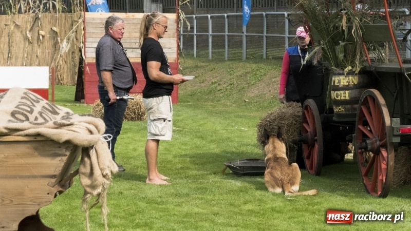 Zdjęcie w galerii na portalu naszraciborz.pl: Miłośnicy psów zjechali do Nędzy. Dwudniowe zmagania w mondioringu  wiadomości z regionu