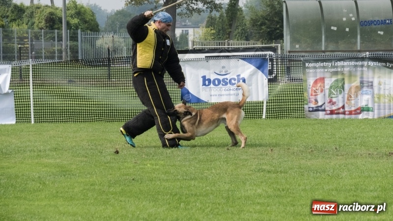Zdjęcie w galerii na portalu naszraciborz.pl: Miłośnicy psów zjechali do Nędzy. Dwudniowe zmagania w mondioringu  wiadomości z regionu