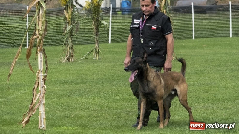 Zdjęcie w galerii na portalu naszraciborz.pl: Miłośnicy psów zjechali do Nędzy. Dwudniowe zmagania w mondioringu  wiadomości z regionu