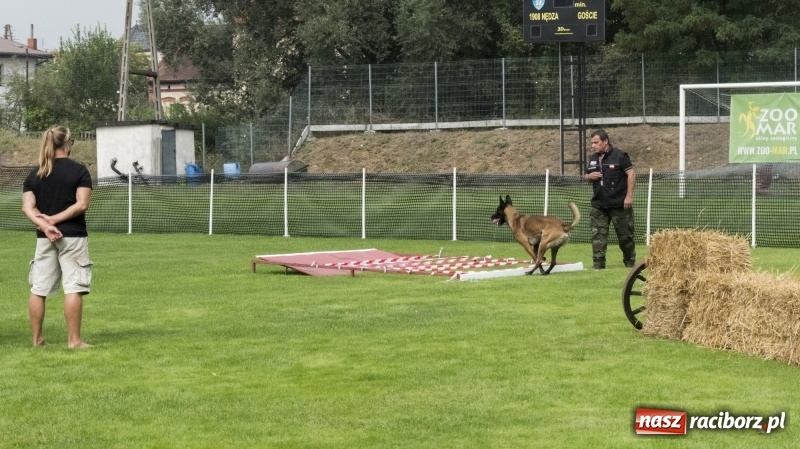 Zdjęcie w galerii na portalu naszraciborz.pl: Miłośnicy psów zjechali do Nędzy. Dwudniowe zmagania w mondioringu  wiadomości z regionu