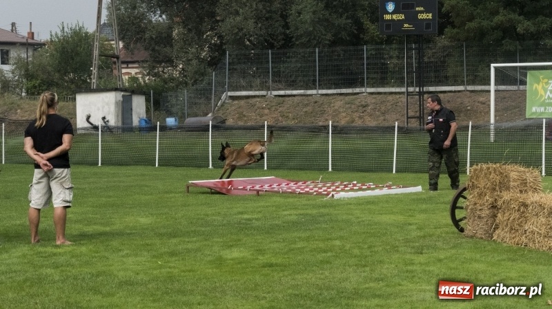 Zdjęcie w galerii na portalu naszraciborz.pl: Miłośnicy psów zjechali do Nędzy. Dwudniowe zmagania w mondioringu  wiadomości z regionu