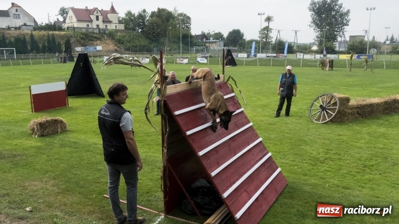 Zdjęcie w galerii na portalu naszraciborz.pl: Miłośnicy psów zjechali do Nędzy. Dwudniowe zmagania w mondioringu  wiadomości z regionu