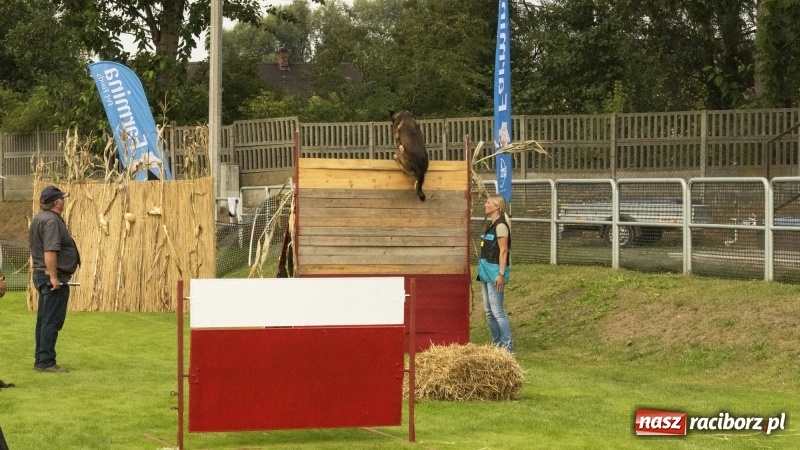 Zdjęcie w galerii na portalu naszraciborz.pl: Miłośnicy psów zjechali do Nędzy. Dwudniowe zmagania w mondioringu  wiadomości z regionu