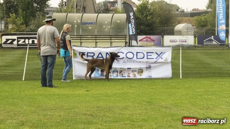 Zdjęcie w galerii na portalu naszraciborz.pl: Miłośnicy psów zjechali do Nędzy. Dwudniowe zmagania w mondioringu  wiadomości z regionu