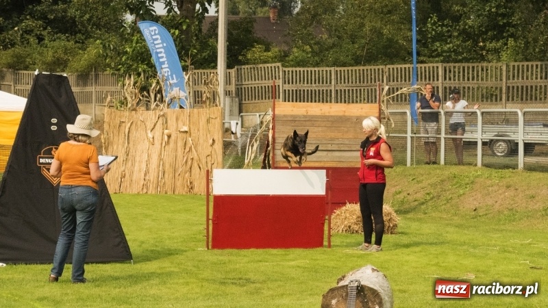 Zdjęcie w galerii na portalu naszraciborz.pl: Miłośnicy psów zjechali do Nędzy. Dwudniowe zmagania w mondioringu  wiadomości z regionu