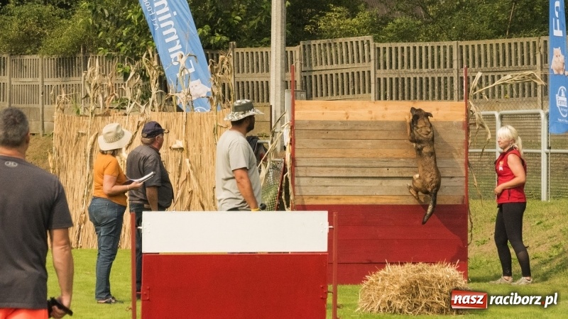 Zdjęcie w galerii na portalu naszraciborz.pl: Miłośnicy psów zjechali do Nędzy. Dwudniowe zmagania w mondioringu  wiadomości z regionu