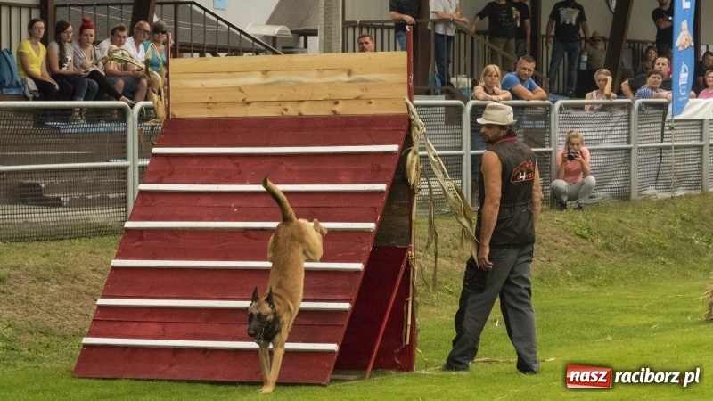Zdjęcie w galerii na portalu naszraciborz.pl: Miłośnicy psów zjechali do Nędzy. Dwudniowe zmagania w mondioringu  wiadomości z regionu