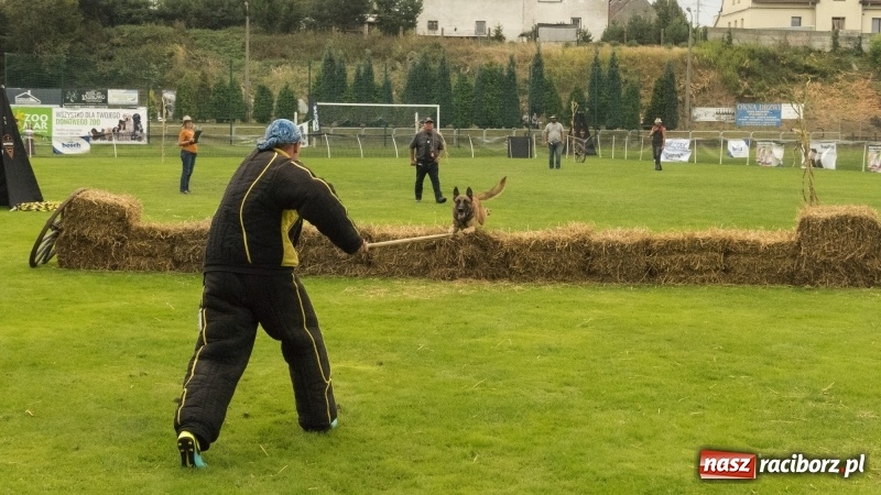 Zdjęcie w galerii na portalu naszraciborz.pl: Miłośnicy psów zjechali do Nędzy. Dwudniowe zmagania w mondioringu  wiadomości z regionu
