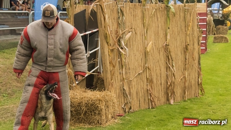 Zdjęcie w galerii na portalu naszraciborz.pl: Miłośnicy psów zjechali do Nędzy. Dwudniowe zmagania w mondioringu  wiadomości z regionu