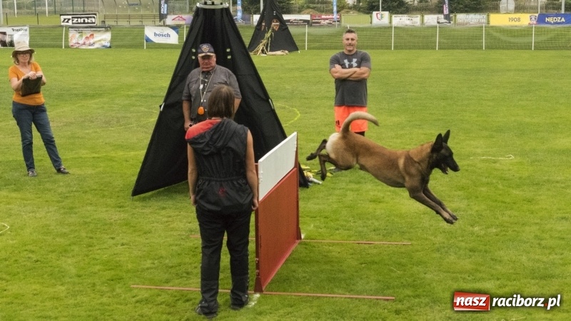 Zdjęcie w galerii na portalu naszraciborz.pl: Miłośnicy psów zjechali do Nędzy. Dwudniowe zmagania w mondioringu  wiadomości z regionu