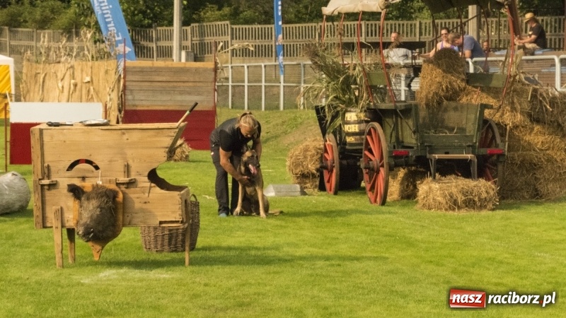 Zdjęcie w galerii na portalu naszraciborz.pl: Miłośnicy psów zjechali do Nędzy. Dwudniowe zmagania w mondioringu  wiadomości z regionu