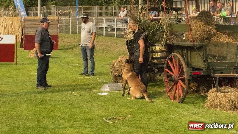 Zdjęcie w galerii na portalu naszraciborz.pl: Miłośnicy psów zjechali do Nędzy. Dwudniowe zmagania w mondioringu  wiadomości z regionu