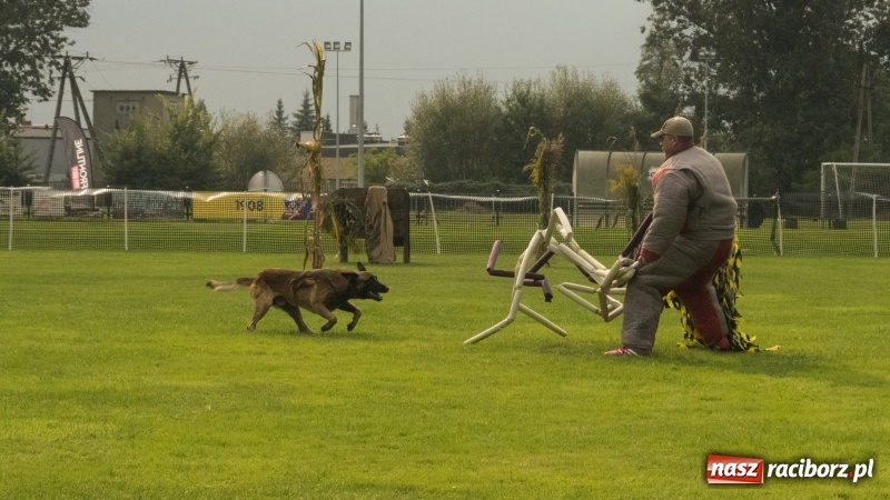 Zdjęcie w galerii na portalu naszraciborz.pl: Miłośnicy psów zjechali do Nędzy. Dwudniowe zmagania w mondioringu  wiadomości z regionu