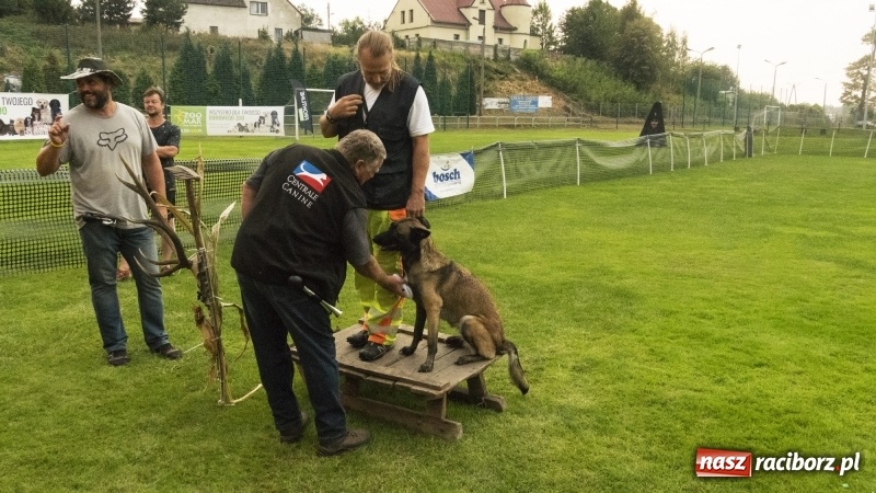Zdjęcie w galerii na portalu naszraciborz.pl: Miłośnicy psów zjechali do Nędzy. Dwudniowe zmagania w mondioringu  wiadomości z regionu