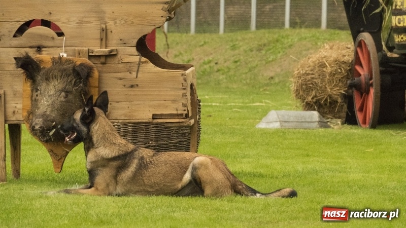 Zdjęcie w galerii na portalu naszraciborz.pl: Miłośnicy psów zjechali do Nędzy. Dwudniowe zmagania w mondioringu  wiadomości z regionu