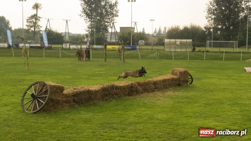 Zdjęcie w galerii na portalu naszraciborz.pl: Miłośnicy psów zjechali do Nędzy. Dwudniowe zmagania w mondioringu  wiadomości z regionu