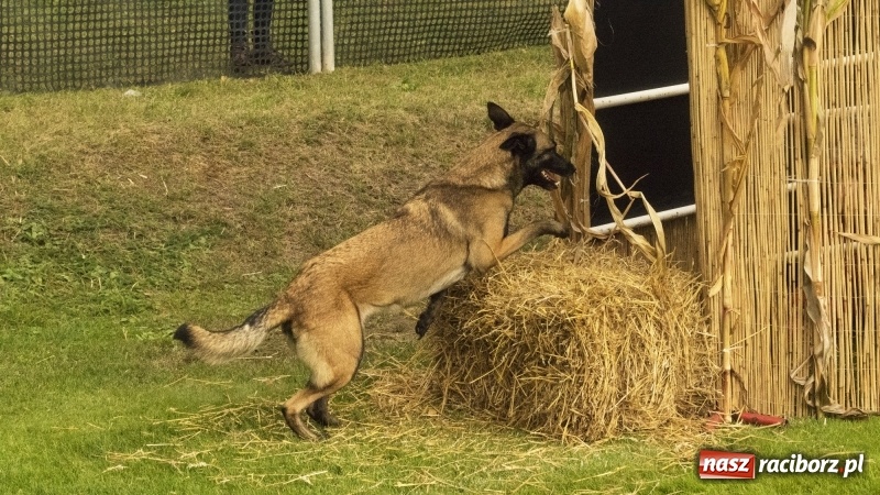 Zdjęcie w galerii na portalu naszraciborz.pl: Miłośnicy psów zjechali do Nędzy. Dwudniowe zmagania w mondioringu  wiadomości z regionu