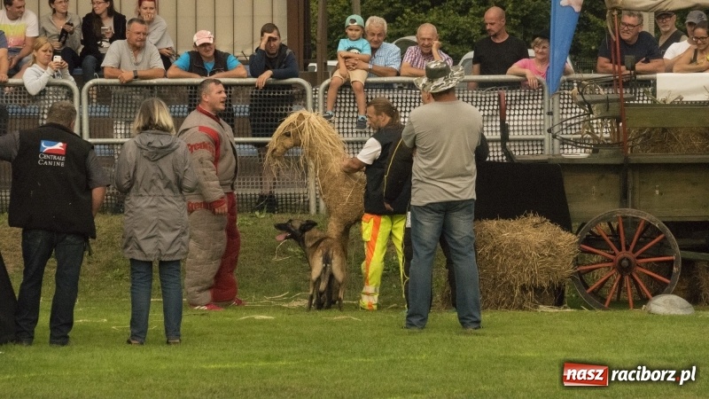 Zdjęcie w galerii na portalu naszraciborz.pl: Miłośnicy psów zjechali do Nędzy. Dwudniowe zmagania w mondioringu  wiadomości z regionu