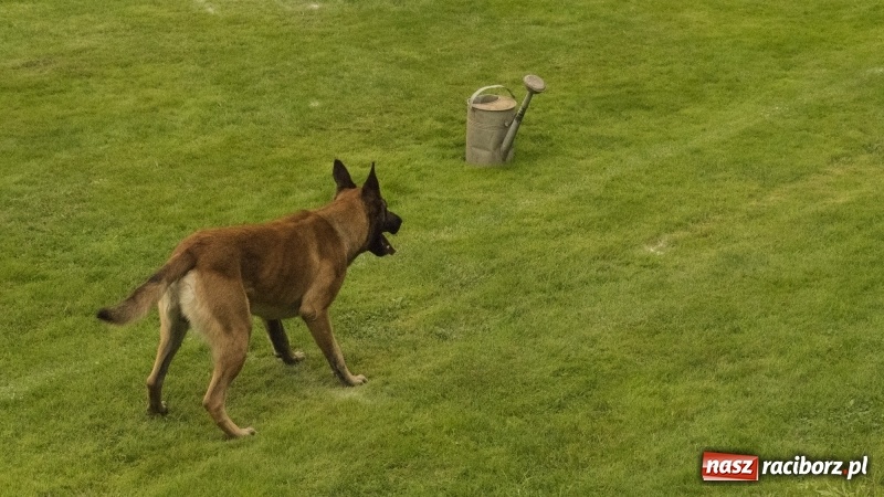 Zdjęcie w galerii na portalu naszraciborz.pl: Miłośnicy psów zjechali do Nędzy. Dwudniowe zmagania w mondioringu  wiadomości z regionu
