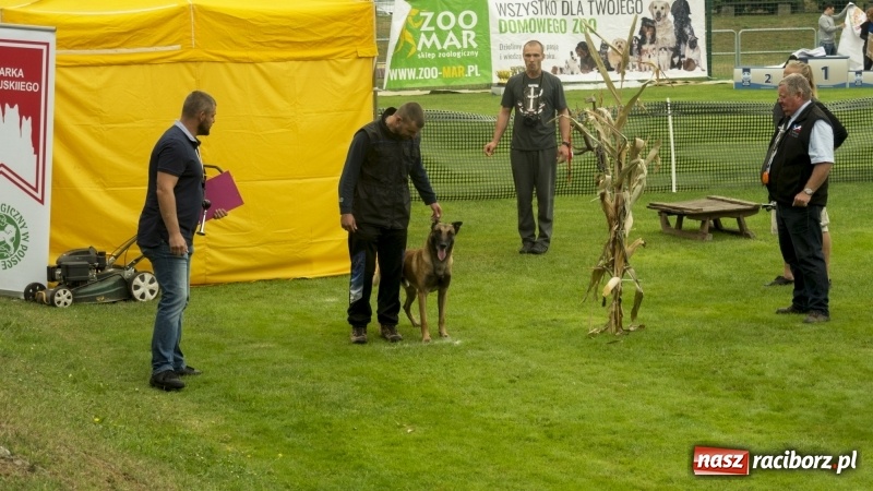 Zdjęcie w galerii na portalu naszraciborz.pl: Miłośnicy psów zjechali do Nędzy. Dwudniowe zmagania w mondioringu  wiadomości z regionu