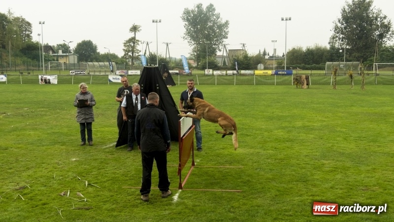 Zdjęcie w galerii na portalu naszraciborz.pl: Miłośnicy psów zjechali do Nędzy. Dwudniowe zmagania w mondioringu  wiadomości z regionu