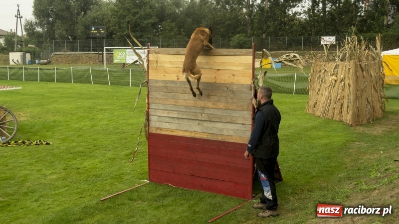 Zdjęcie w galerii na portalu naszraciborz.pl: Miłośnicy psów zjechali do Nędzy. Dwudniowe zmagania w mondioringu  wiadomości z regionu