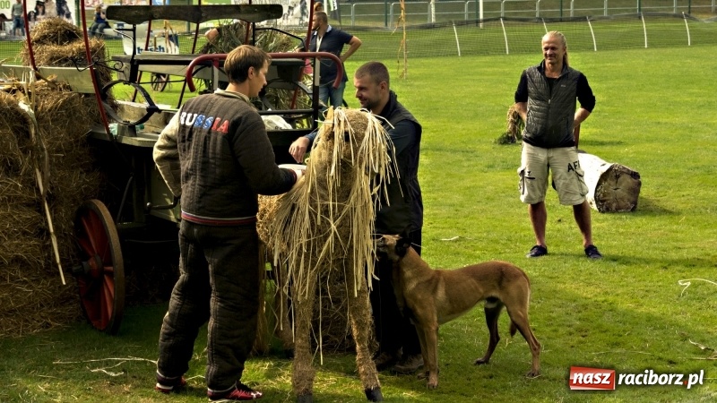 Zdjęcie w galerii na portalu naszraciborz.pl: Miłośnicy psów zjechali do Nędzy. Dwudniowe zmagania w mondioringu  wiadomości z regionu