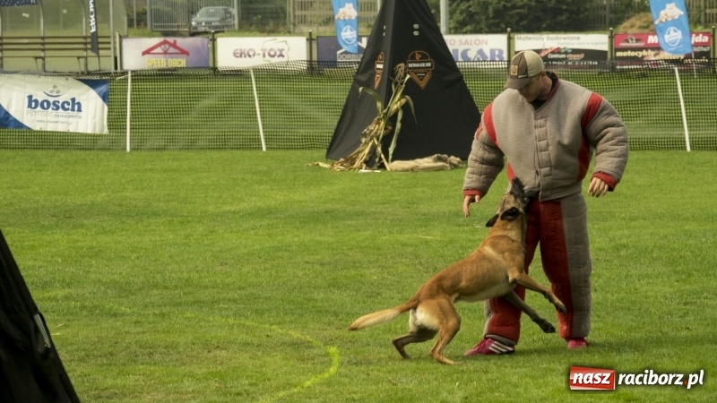 Zdjęcie w galerii na portalu naszraciborz.pl: Miłośnicy psów zjechali do Nędzy. Dwudniowe zmagania w mondioringu  wiadomości z regionu