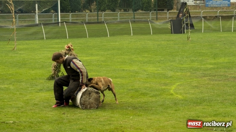 Zdjęcie w galerii na portalu naszraciborz.pl: Miłośnicy psów zjechali do Nędzy. Dwudniowe zmagania w mondioringu  wiadomości z regionu