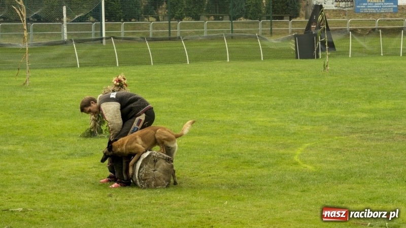 Zdjęcie w galerii na portalu naszraciborz.pl: Miłośnicy psów zjechali do Nędzy. Dwudniowe zmagania w mondioringu  wiadomości z regionu