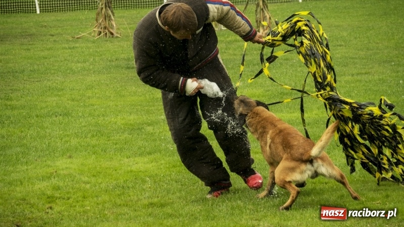 Zdjęcie w galerii na portalu naszraciborz.pl: Miłośnicy psów zjechali do Nędzy. Dwudniowe zmagania w mondioringu  wiadomości z regionu