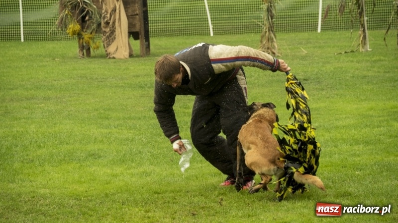 Zdjęcie w galerii na portalu naszraciborz.pl: Miłośnicy psów zjechali do Nędzy. Dwudniowe zmagania w mondioringu  wiadomości z regionu