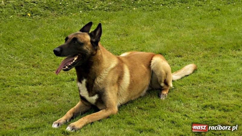 Zdjęcie w galerii na portalu naszraciborz.pl: Miłośnicy psów zjechali do Nędzy. Dwudniowe zmagania w mondioringu  wiadomości z regionu