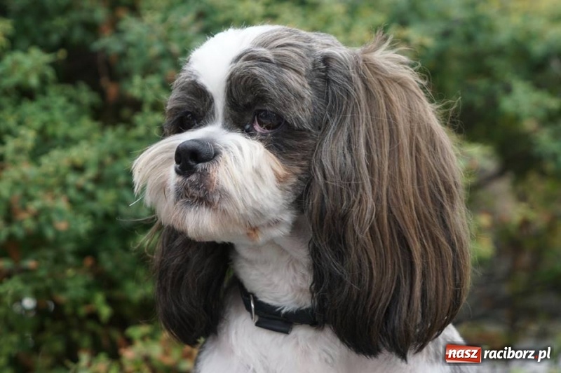 Zdjęcie w galerii na portalu naszraciborz.pl: Racibórz w TVP 3. Zobaczcie jak to wyszło wiadomości z regionu