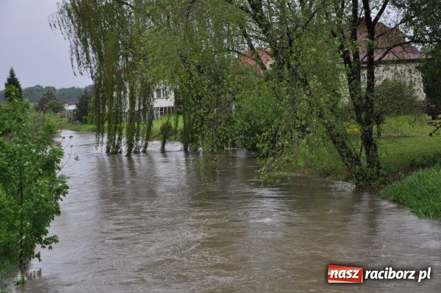 Zdjęcie w galerii na portalu naszraciborz.pl: W Krzyżanowicach bez paniki wiadomości z regionu