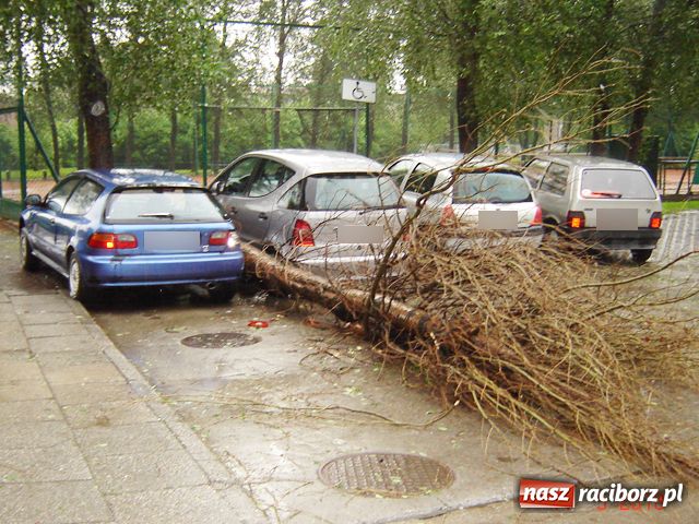Zdjęcie w galerii na portalu naszraciborz.pl: Apele nie pomogły, drzewo runęło wiadomości z regionu