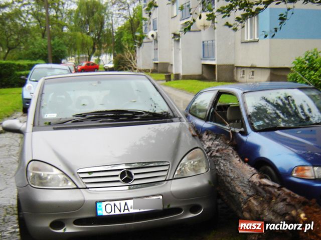 Zdjęcie w galerii na portalu naszraciborz.pl: Apele nie pomogły, drzewo runęło wiadomości z regionu