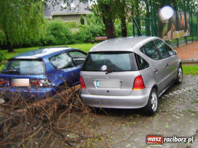 Zdjęcie w galerii na portalu naszraciborz.pl: Apele nie pomogły, drzewo runęło wiadomości z regionu