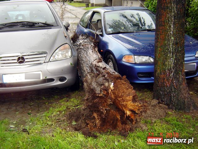Zdjęcie w galerii na portalu naszraciborz.pl: Apele nie pomogły, drzewo runęło wiadomości z regionu