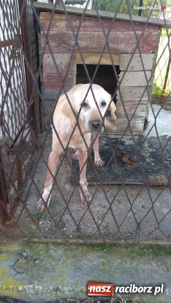 Zdjęcie w galerii na portalu naszraciborz.pl: Bulwersujące zdarzenie z Nędzy. Policjanci i OTOZ Animals uratowali dręczonego psa  wiadomości z regionu